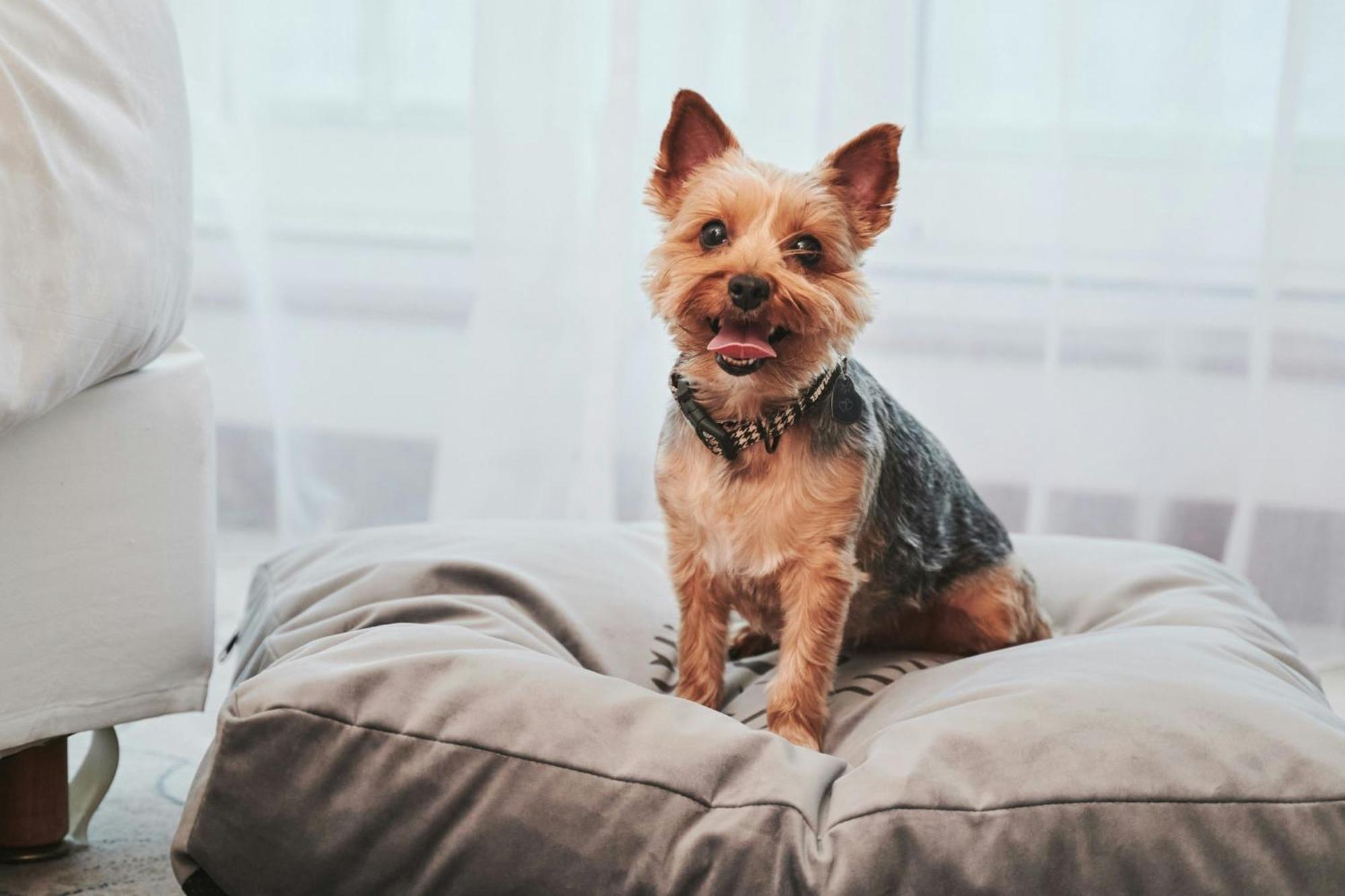 Sheraton Sopot Hotel מראה חיצוני תמונה Yorkshire Terrier